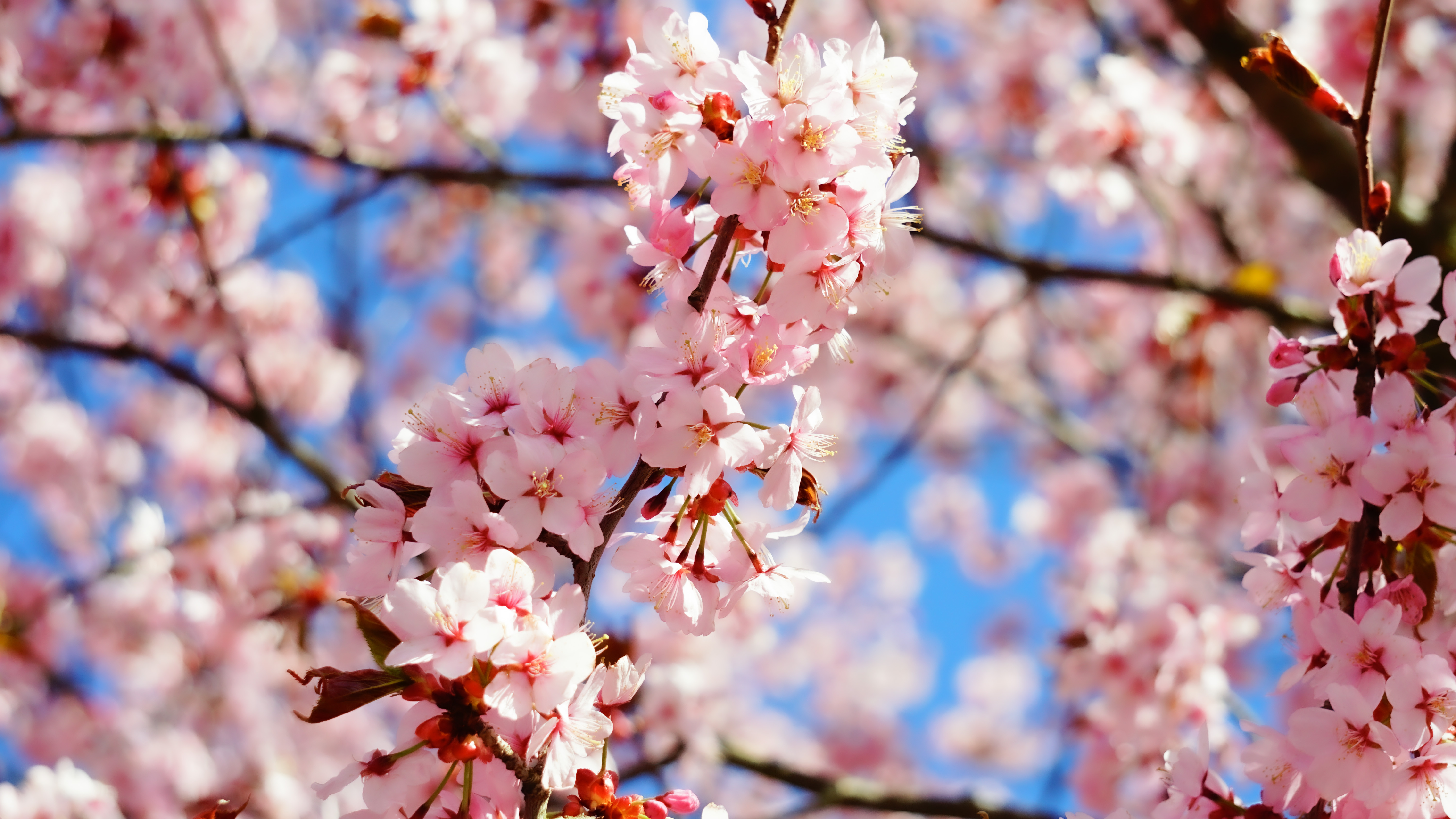 Spring Written in Petals