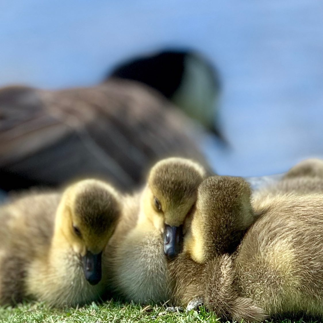 Huddled Beneath Soft Feathers