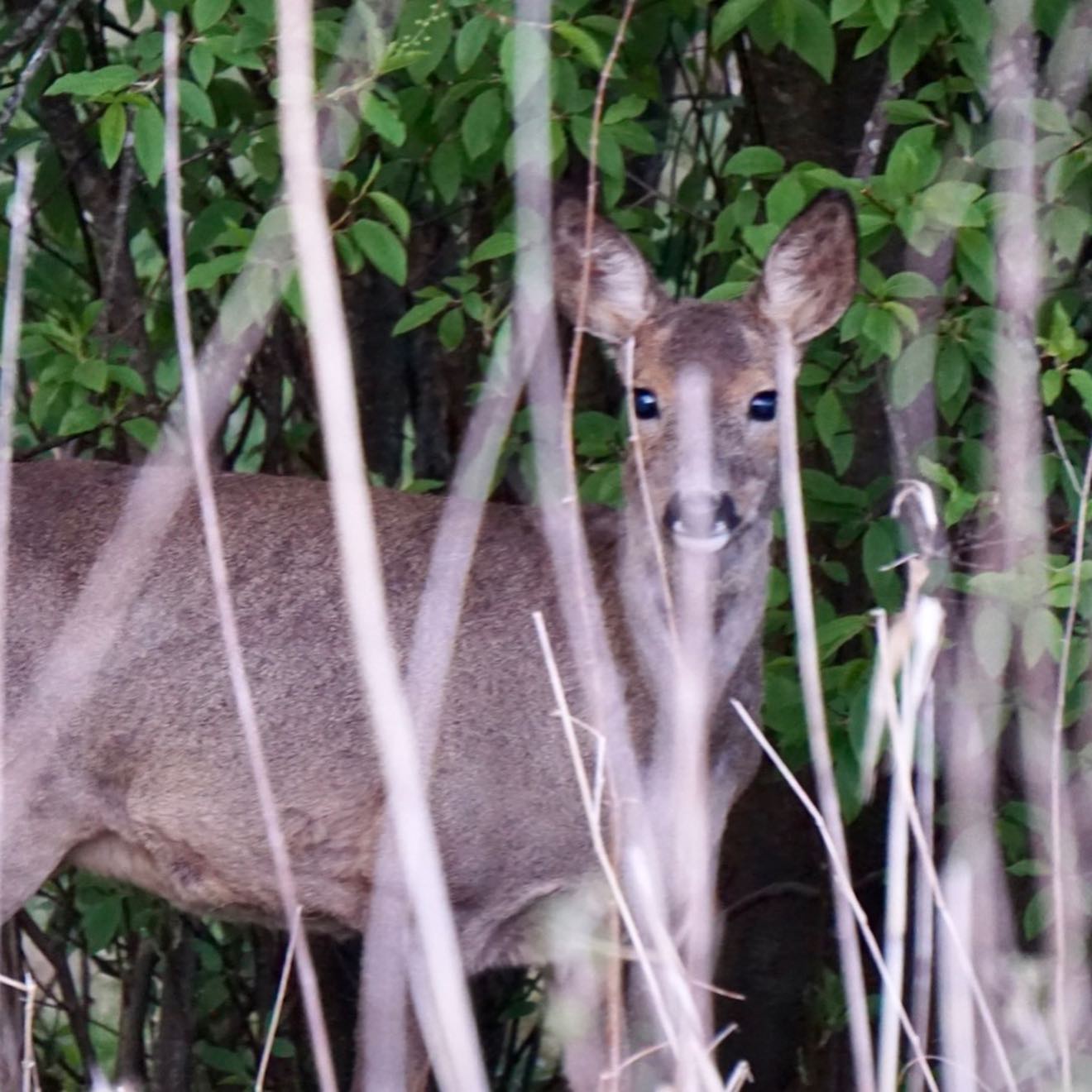Hidden Among the Reeds