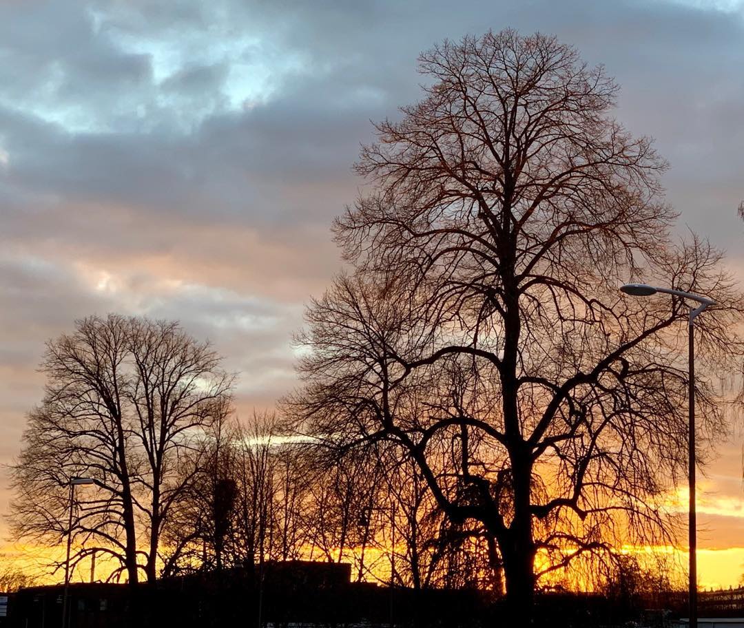 Trees at the Edge of Evening