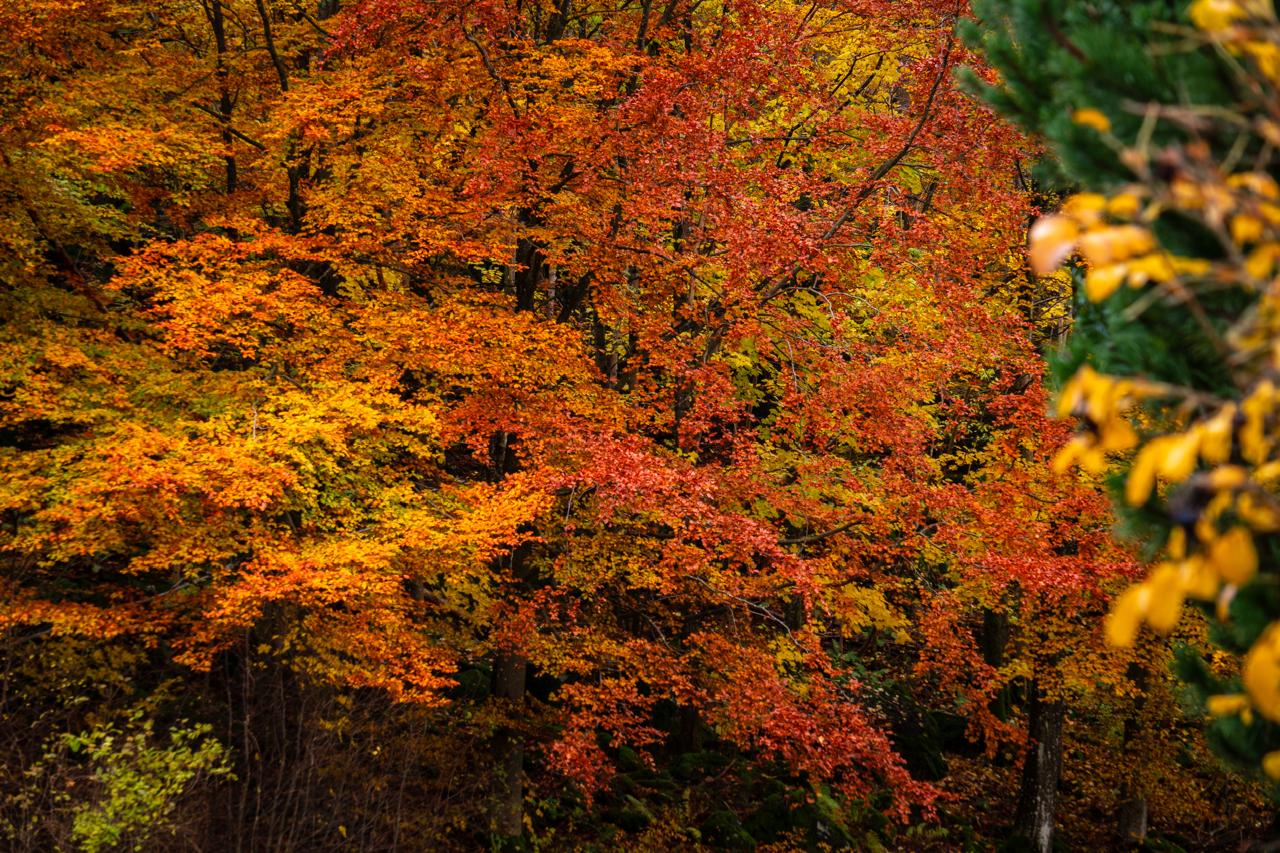The Forest Wears Its Embers