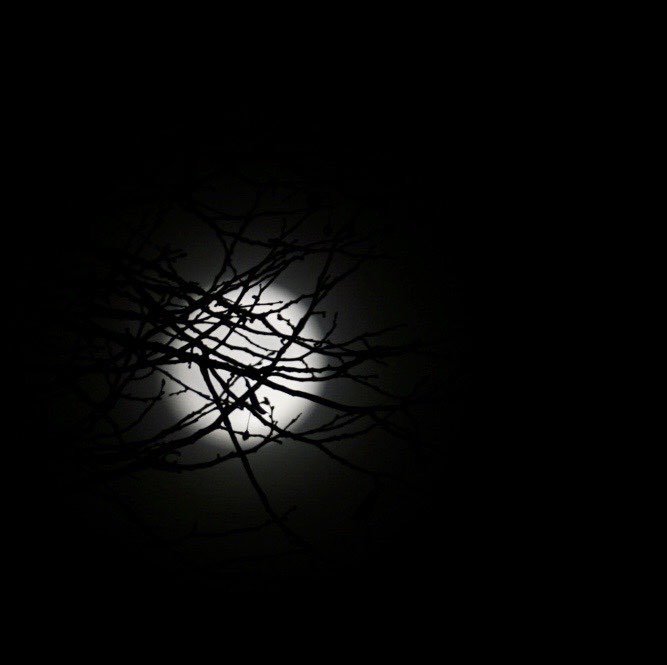 Moon Behind the Branches
