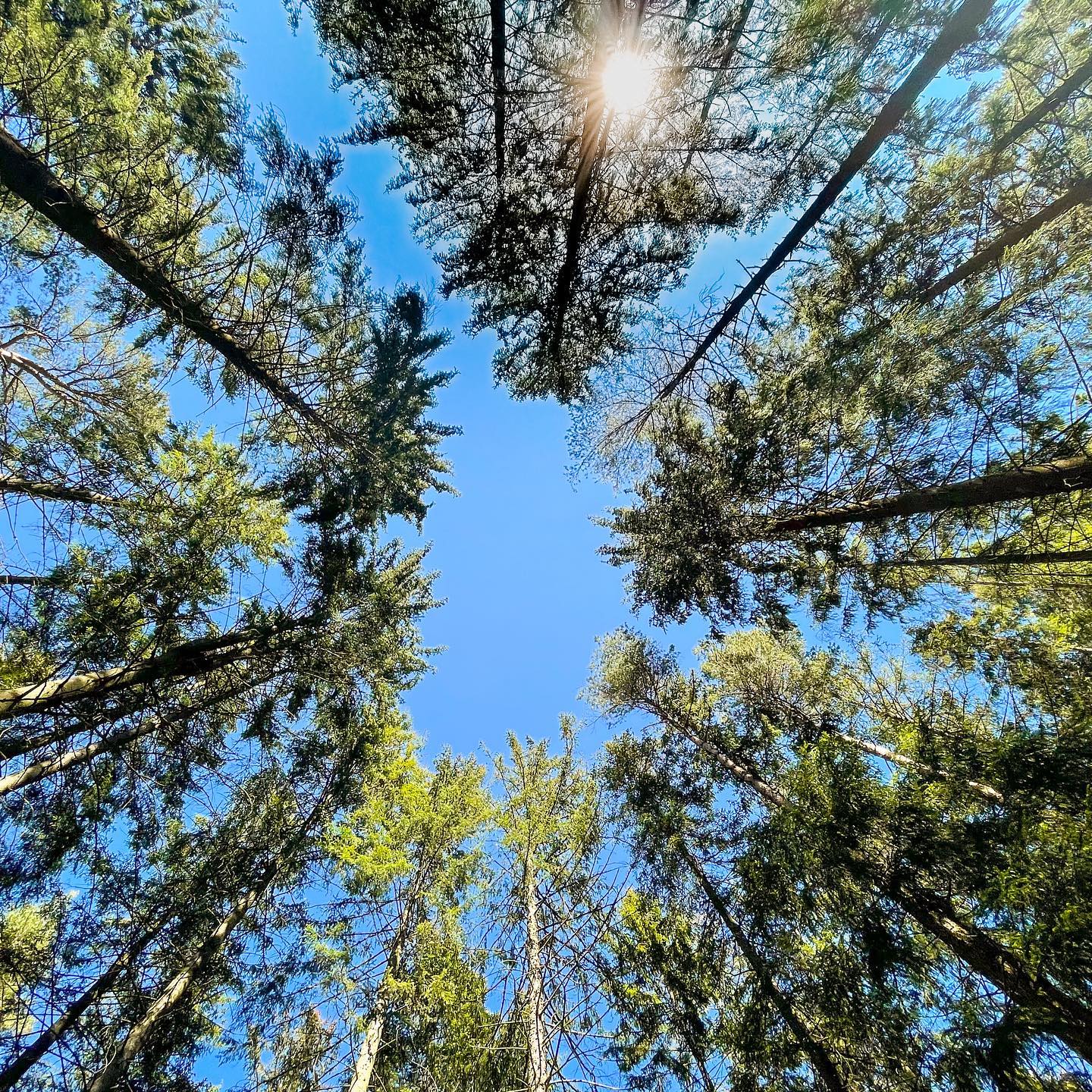 The Pines Leave Room for Heaven