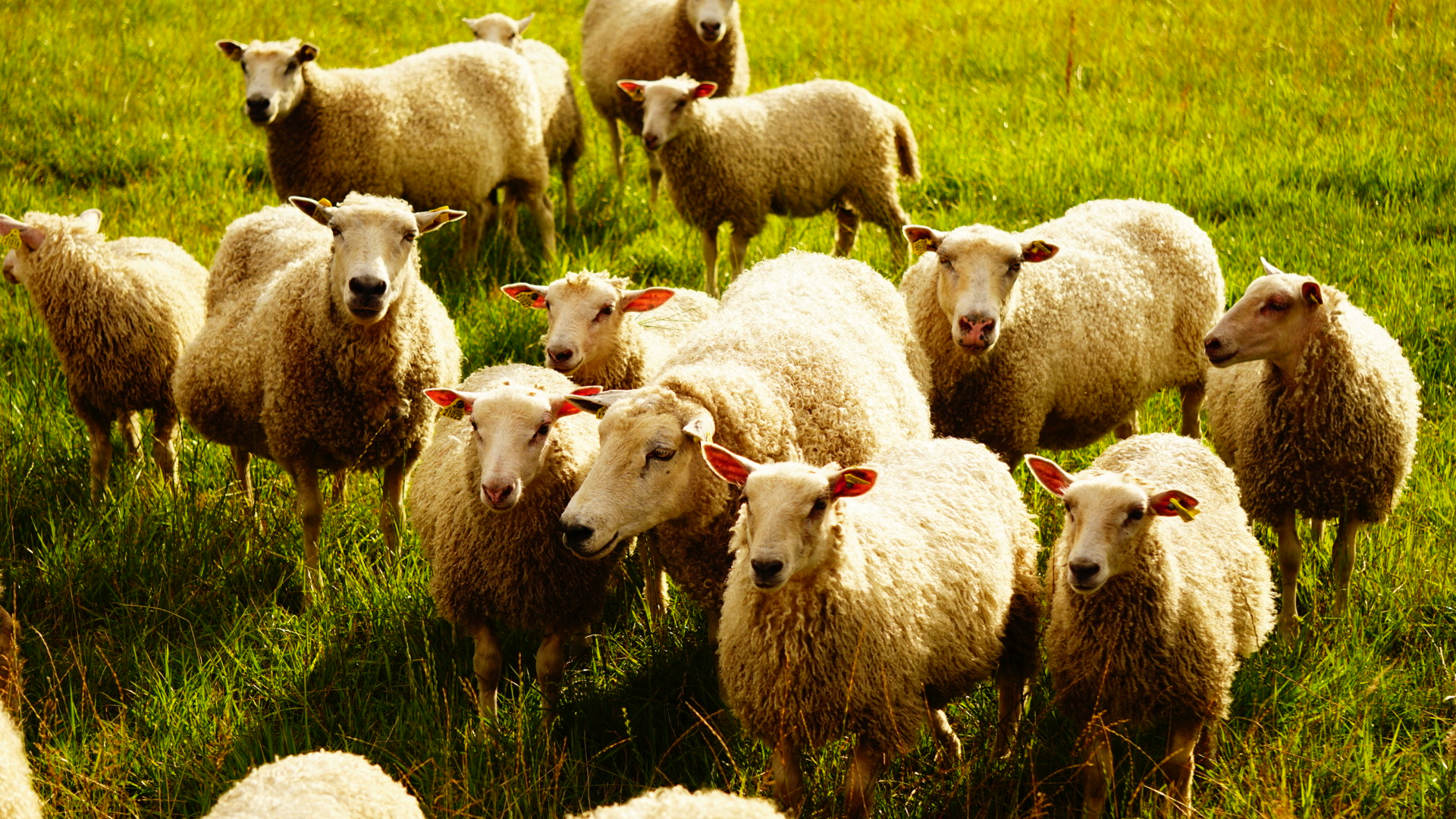 A Meadow Gathered in Wool