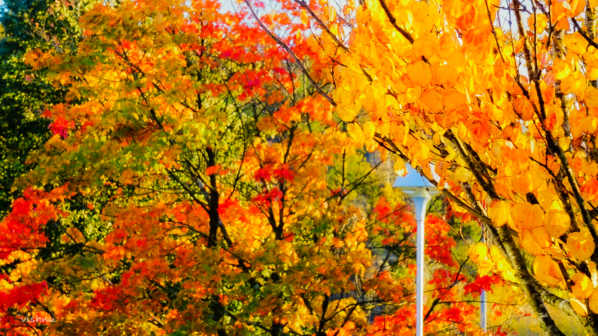 The Streetlight among the Golden Leaves