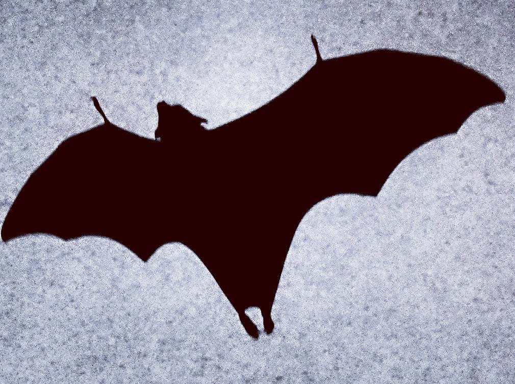 A Shadow With Wings