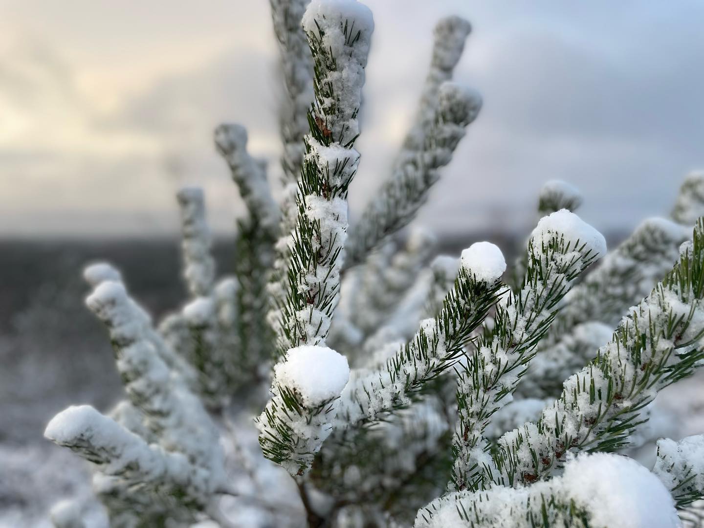 Winter Holds the Branch