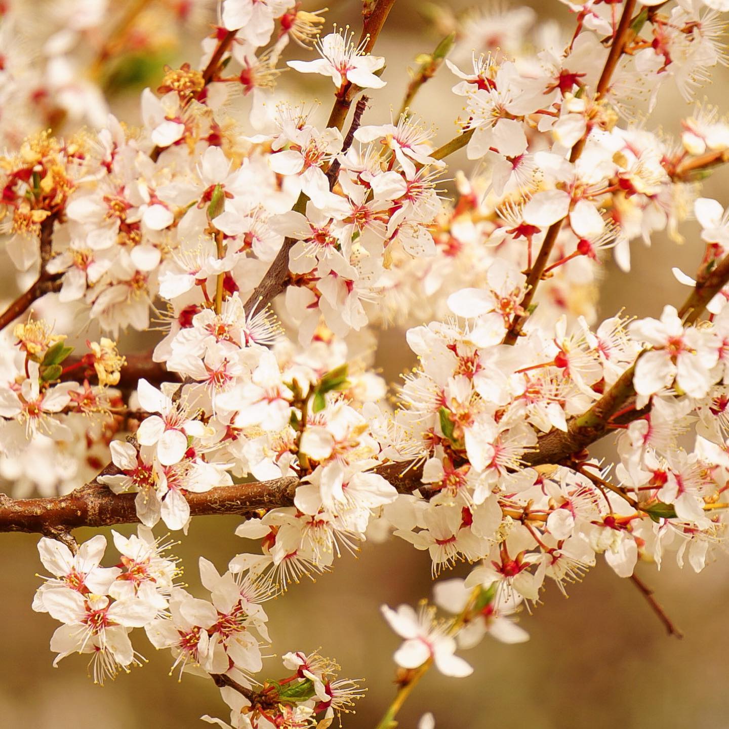 White Petals in Warm Light