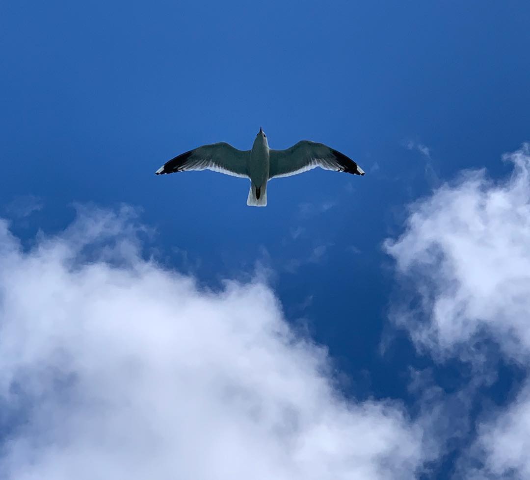 Wing Across the Blue