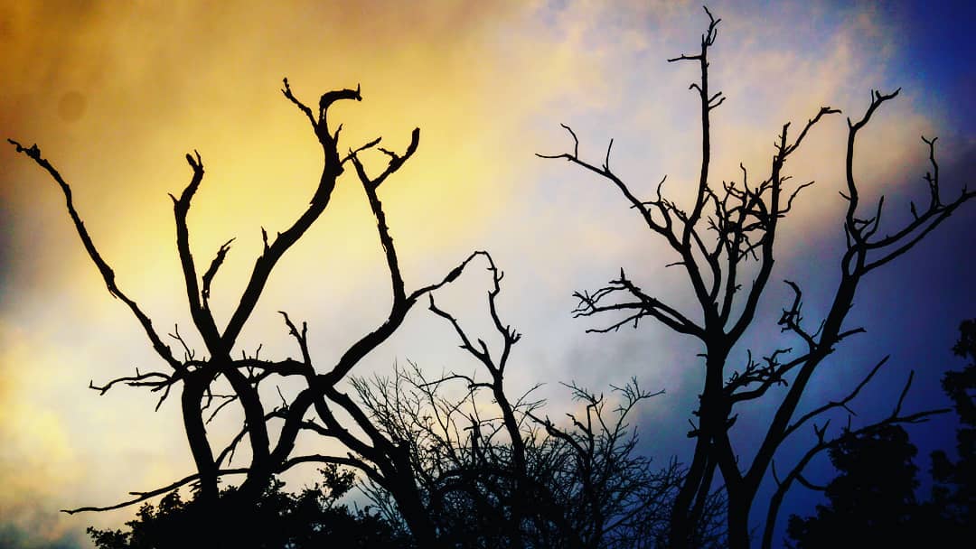 Bare Branches Hold the Weather