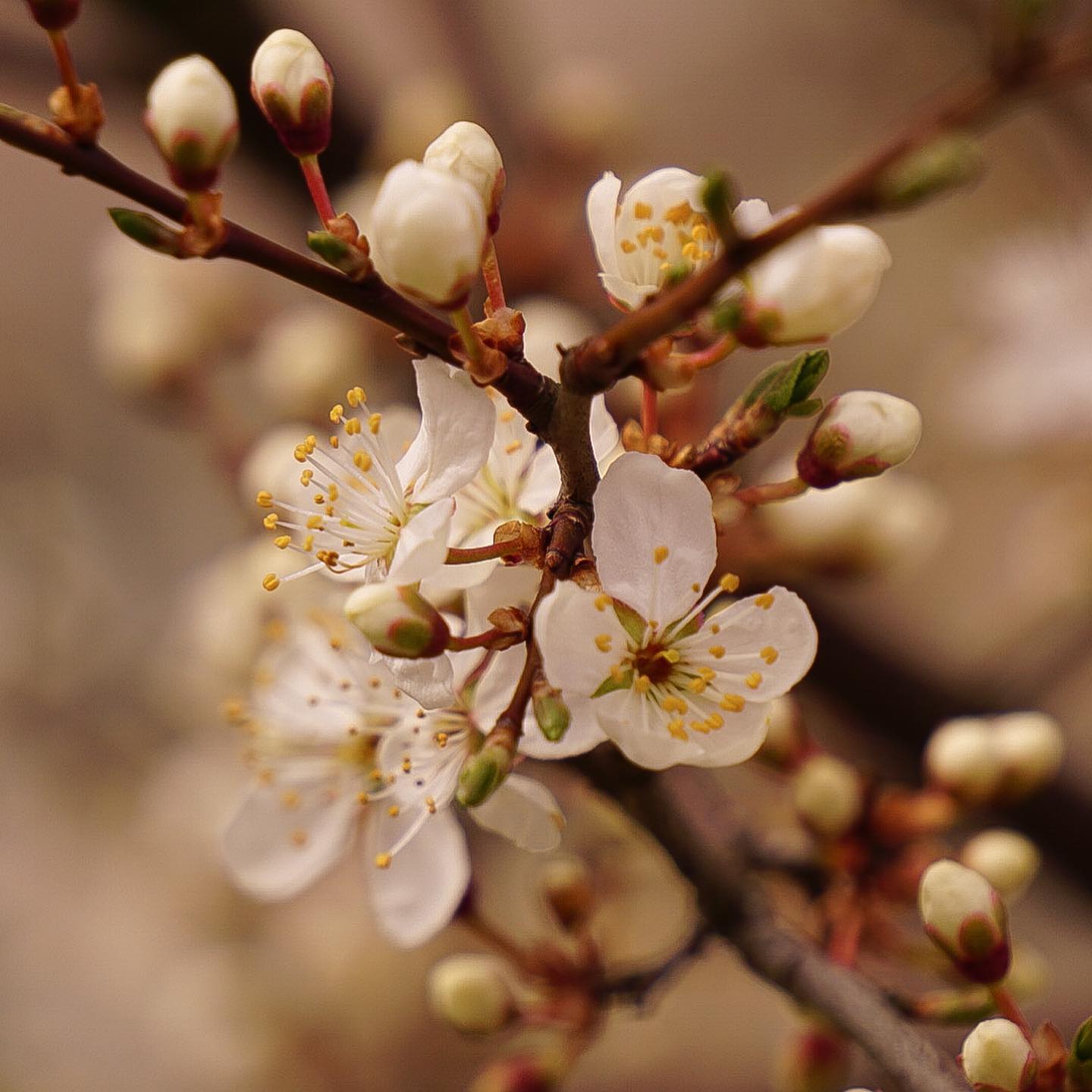 The First White Blossoms