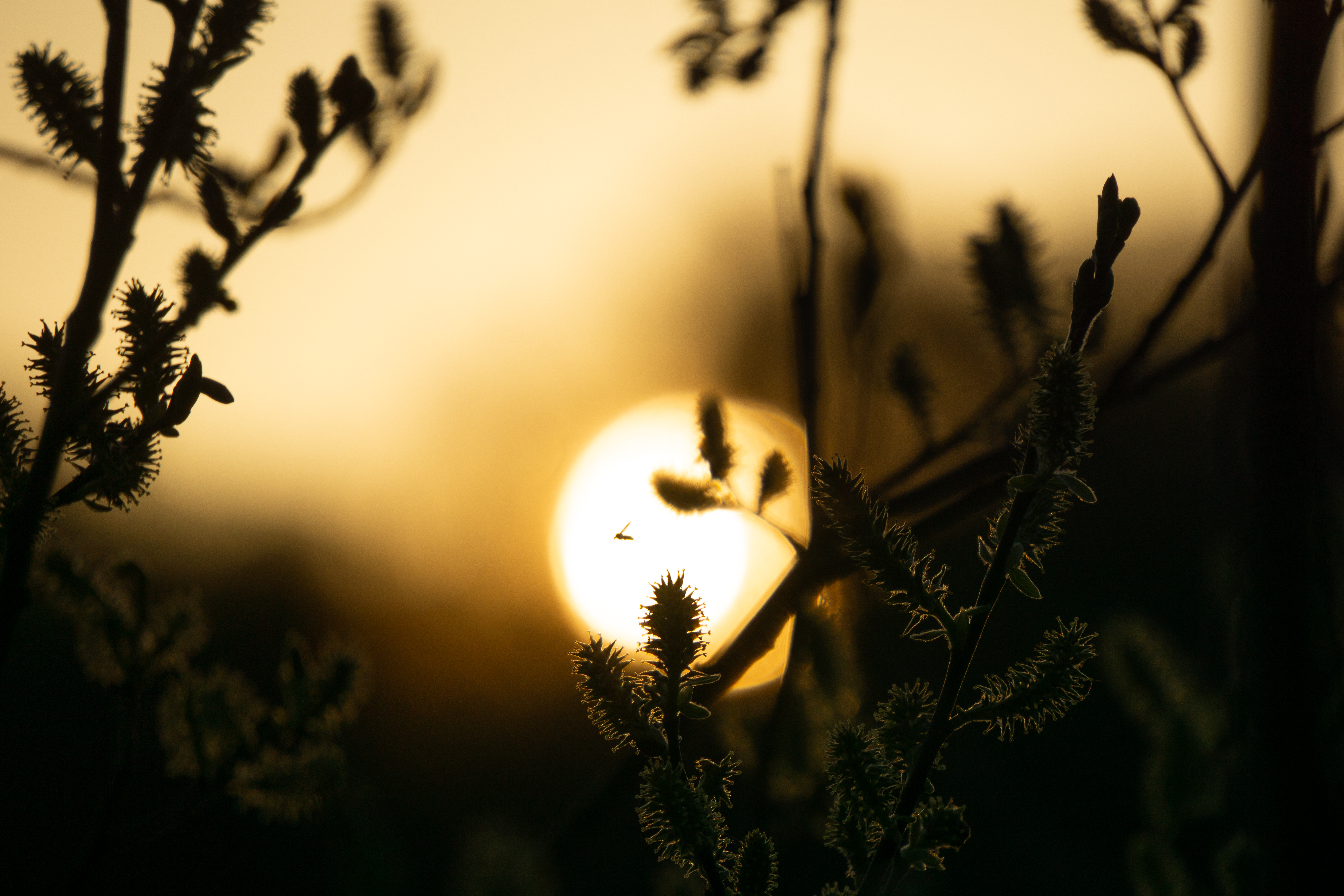 The Sun Tangled in Branches
