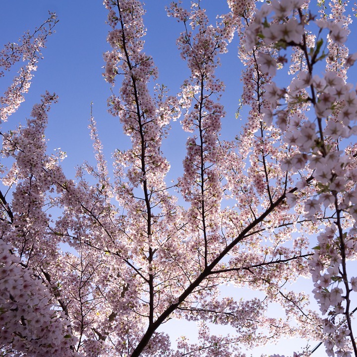 Blossoms Reach for Blue