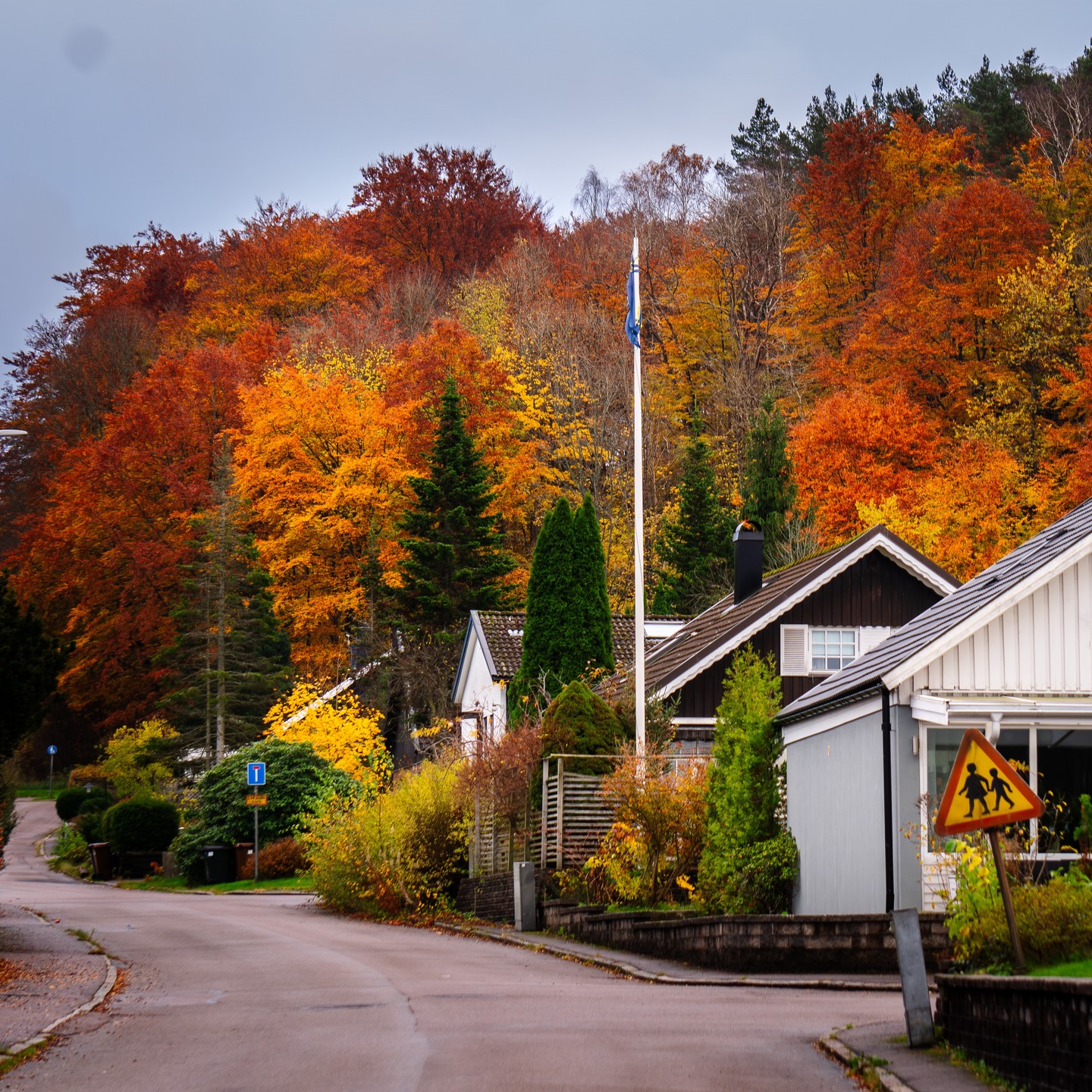 Autumn Above the Quiet Street