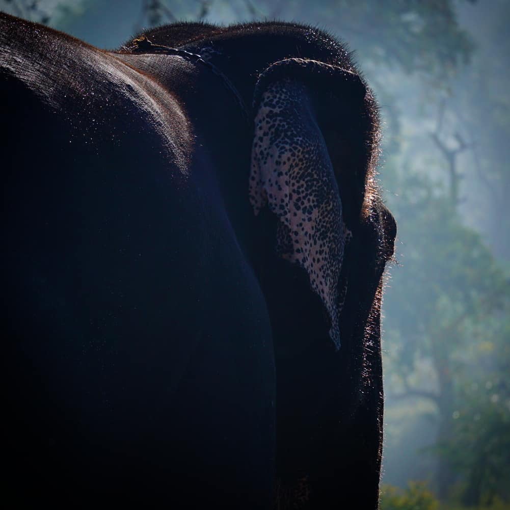 A Giant Steps into Shadow
