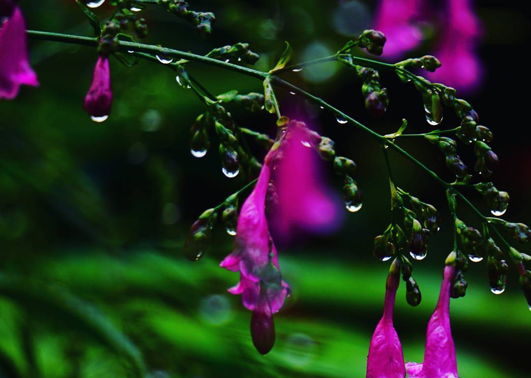 Rain Hangs from Violet Bells